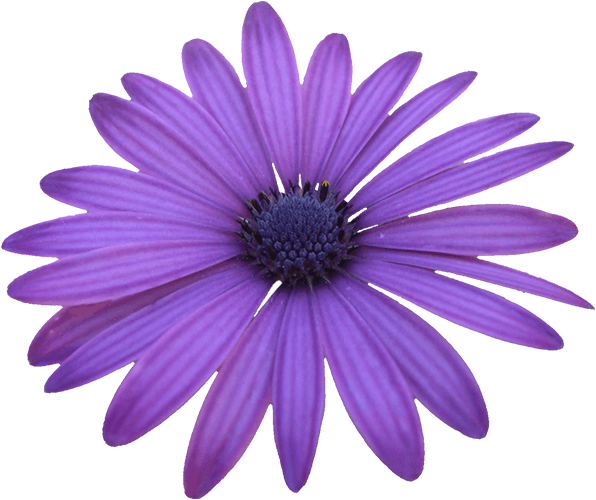 Beaded Jewelry Color of the Year: Violet